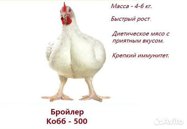 Цыплята бройлера Кобб-500 купить на Зозу.ру - фотография № 2