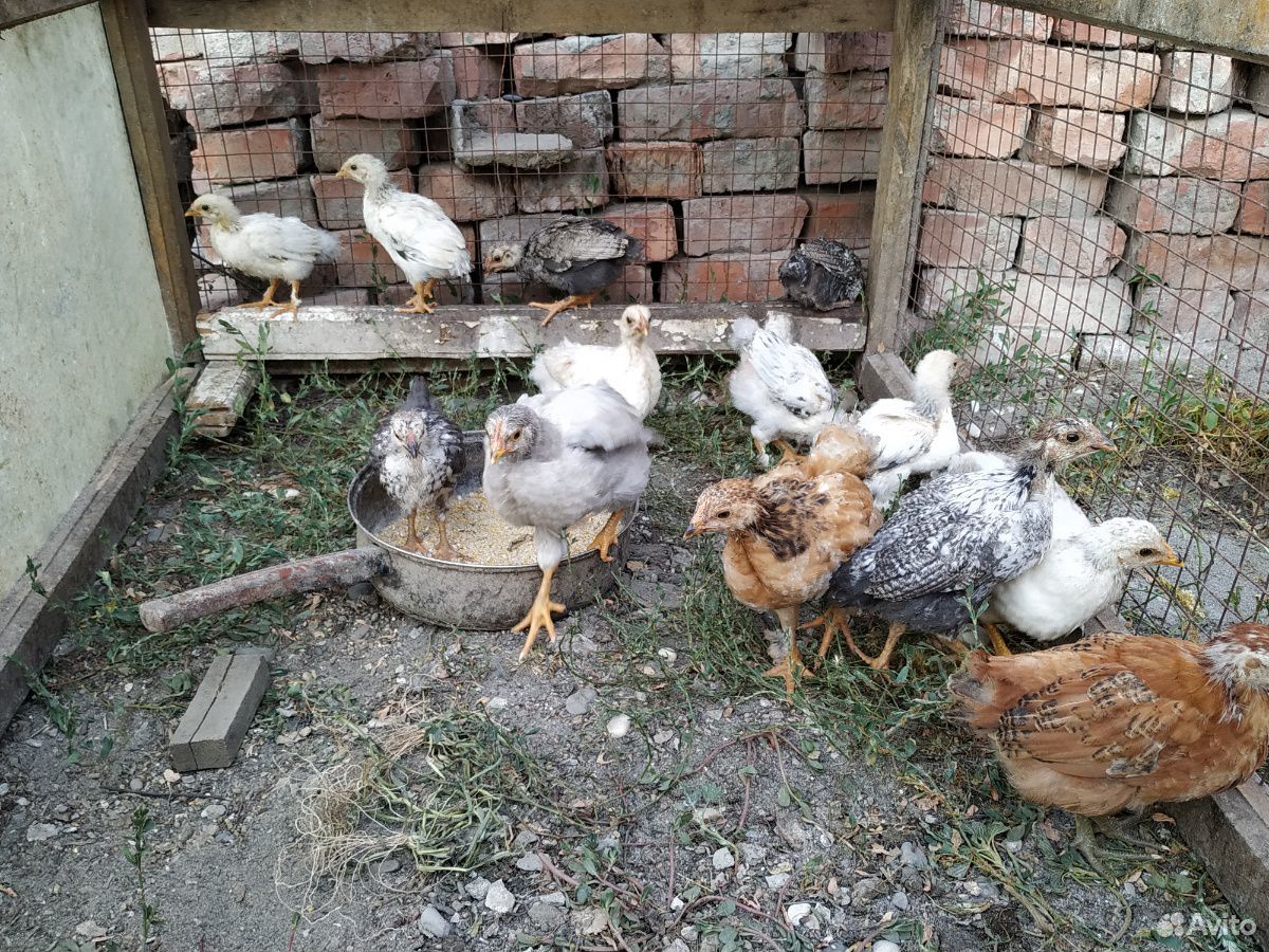 Цыплята, куры купить на Зозу.ру - фотография № 6