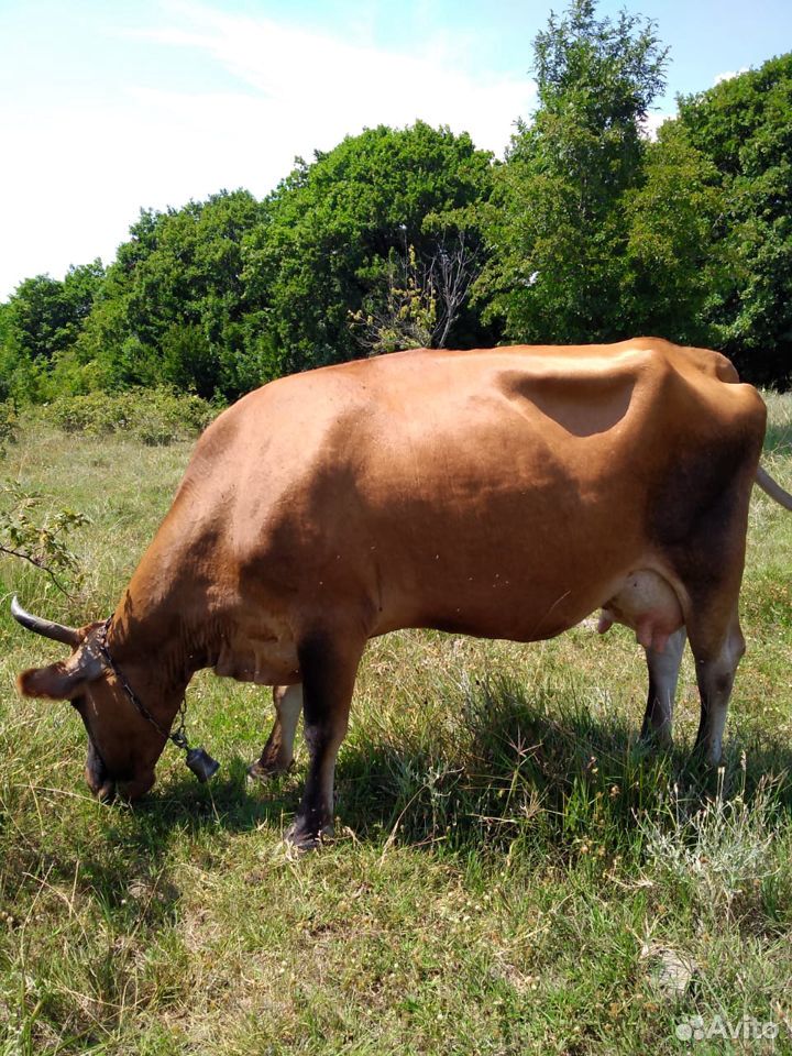 Продается корова вместе с теленком купить на Зозу.ру - фотография № 1