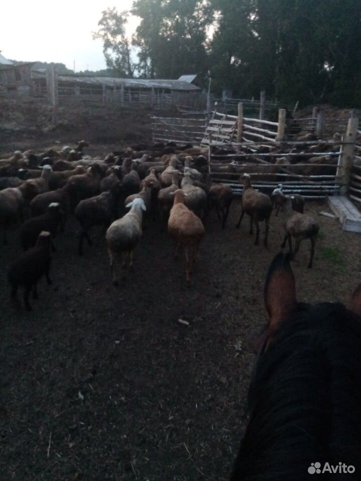 Продажа овец купить на Зозу.ру - фотография № 9