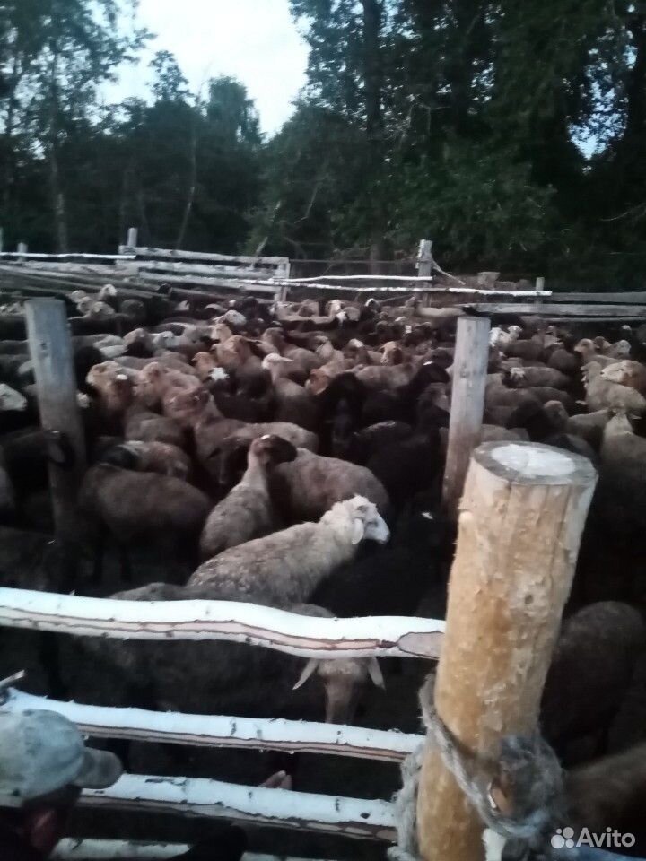 Продажа овец купить на Зозу.ру - фотография № 3