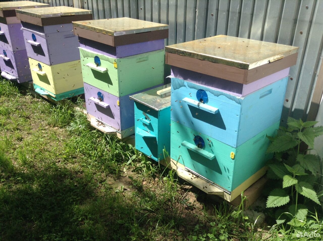 Пчелосемьи купить на Зозу.ру - фотография № 4