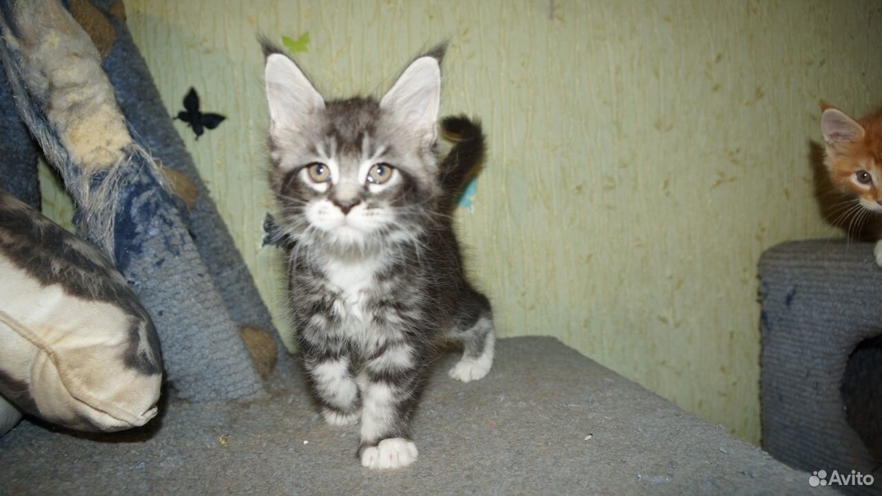 Котята для любящих котородителей купить на Зозу.ру - фотография № 4
