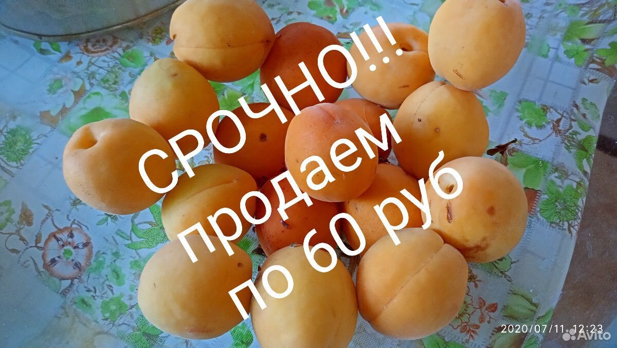 Продаем абрикосы купить на Зозу.ру - фотография № 1