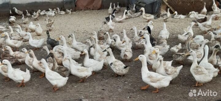 Башкирские утки живым весом до 2,7 кг купить на Зозу.ру - фотография № 1