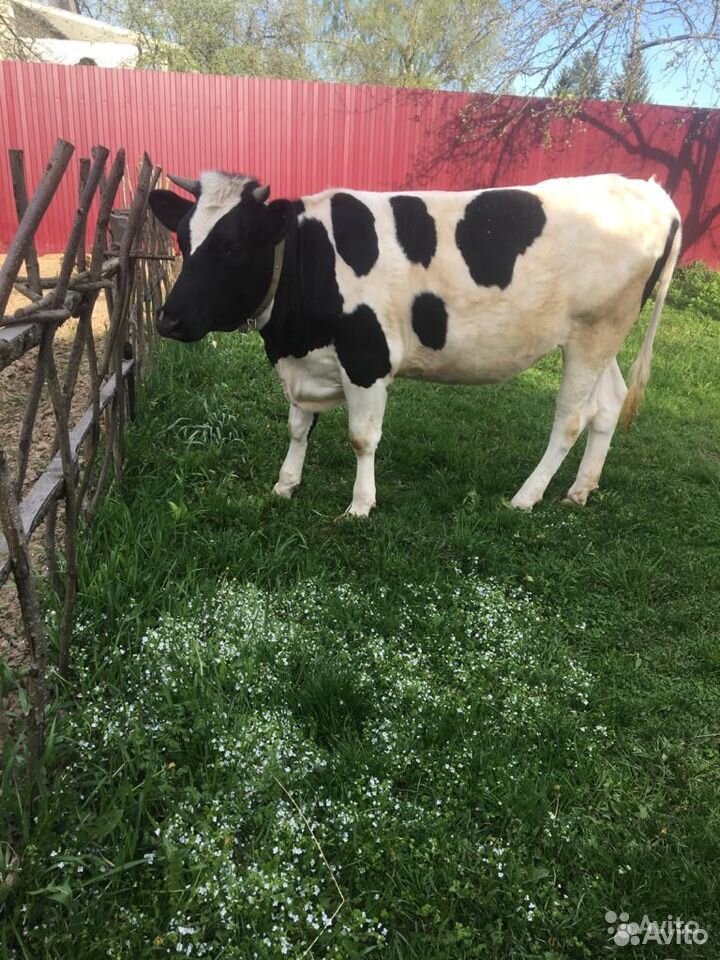 Голштинская корова молодая стельная купить на Зозу.ру - фотография № 1