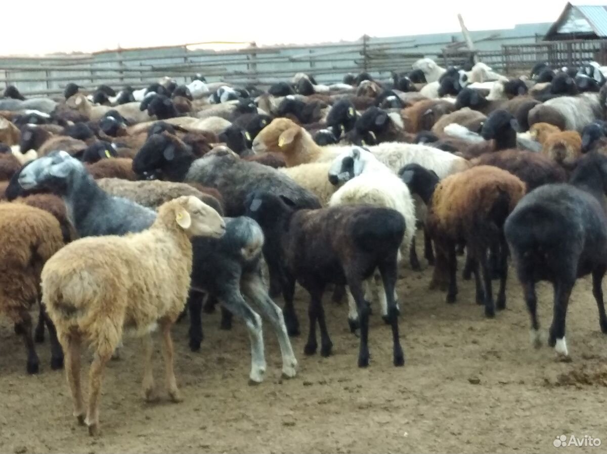 Бараны, овцы купить на Зозу.ру - фотография № 8