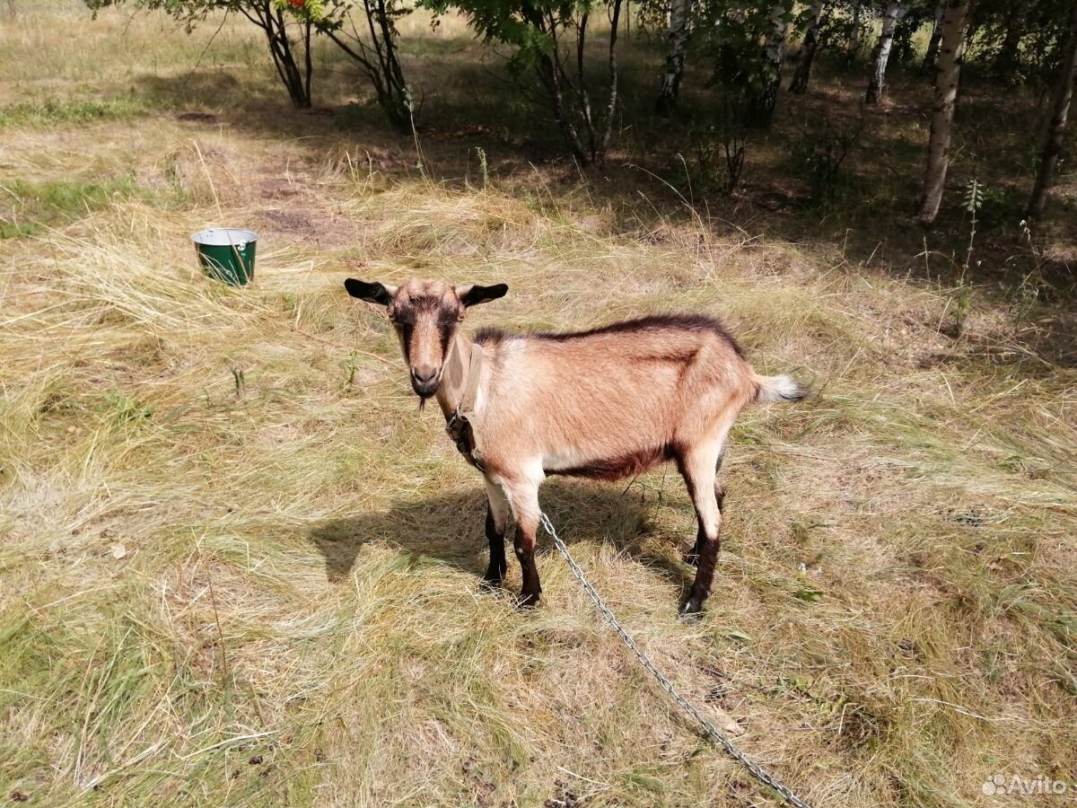 Нубийская коза купить на Зозу.ру - фотография № 5