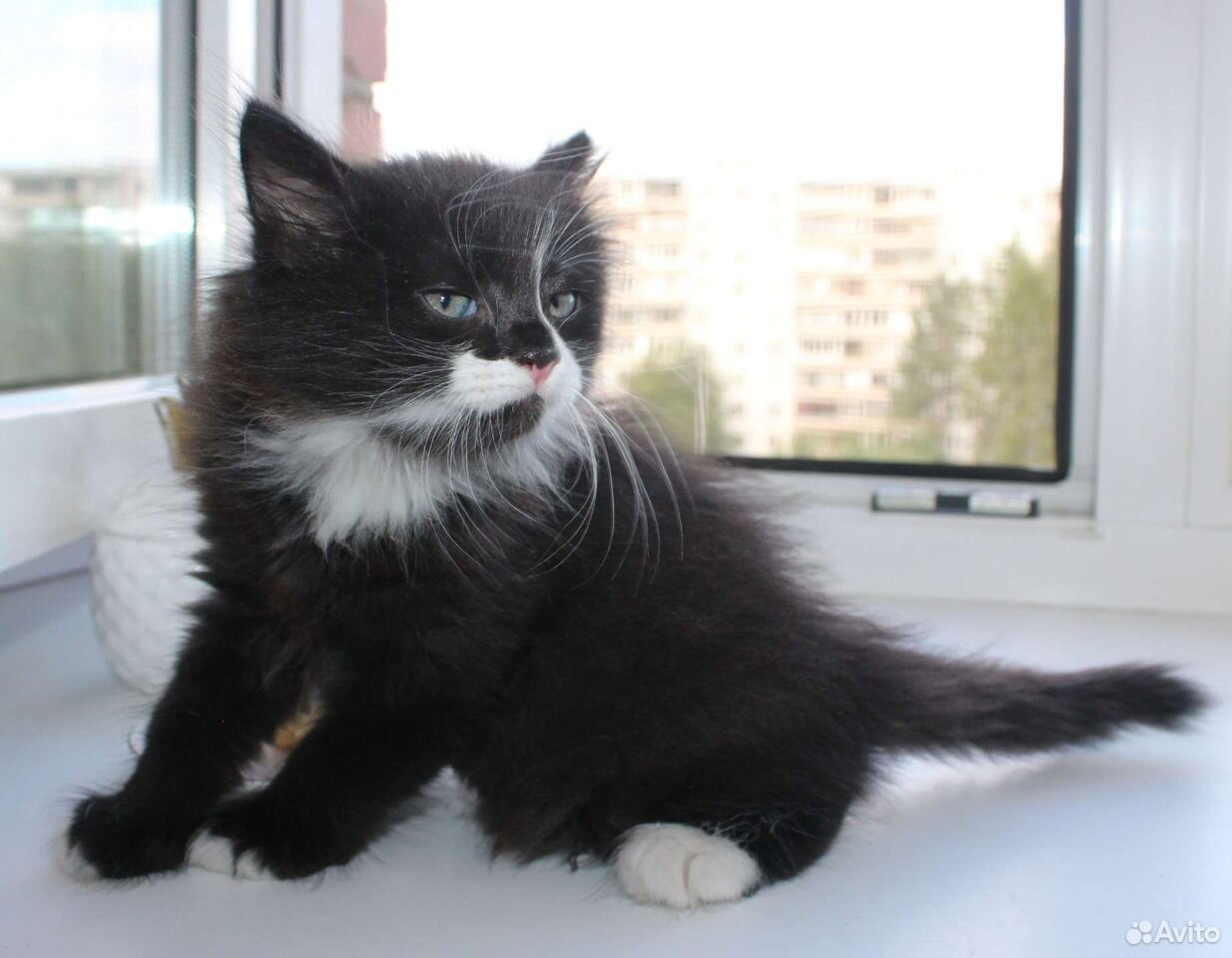 Пушистый котенок, девочка купить на Зозу.ру - фотография № 5