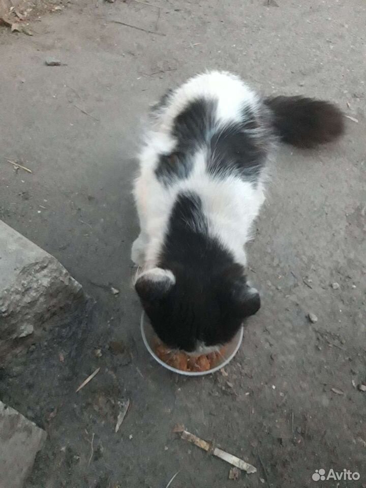 Бело-черный котик купить на Зозу.ру - фотография № 6
