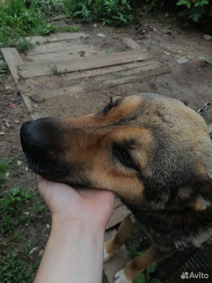 Животное собака купить на Зозу.ру - фотография № 5