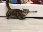 Манчкин кот вязка(кошка-такса, кошка-коротконожка) объявление продам