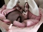 Кошка канадского сфинкса ищет жениха объявление продам