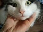 Котенок- норвежская лесная кошка объявление продам