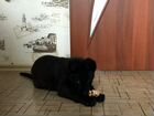 Алиментный щенок чёрной немецкой овчарки объявление продам