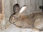 Кролики породы Серебристый объявление продам