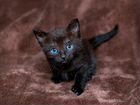 Черные пушистые котята объявление продам