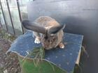 Кролики породы Ризин,Калифорния,Новозеландский кр объявление продам
