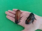 Мадагаскарские щипящие тараканы объявление продам