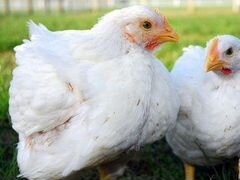 Бройлерные цыплята, Куры живые и мясом