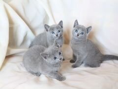 Частные объявления по продаже котят в санкт - петербурге дать объявление а газете вдв