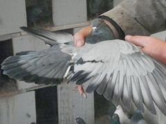 Николаевские летные торцовые голуби
