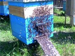 Пчелы, улья вместе с пчелами