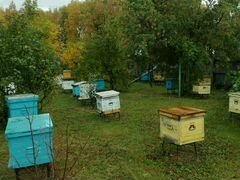 Пчелосемьи, пчёлы