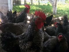 Яйцо и цыплята кур, породы Доминант