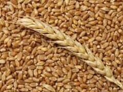 Пшеница "Радуга"