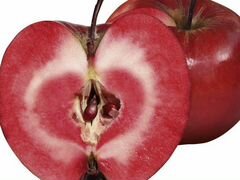 Красномякотная яблоня