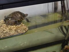 Черепаха и аквариум на 250л