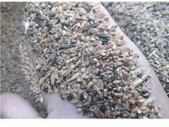 Зерноотходы пшеницы "отруби"