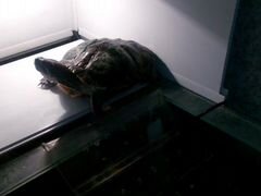 Черепаха с аквариумом и оборудованием