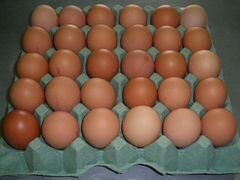 Яйца инкубационные кур несушек