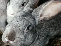 Кролики 5мес.мальчики