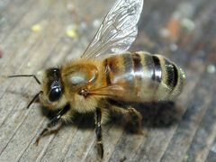 Пчелосемьи, пчелопакеты на выбор