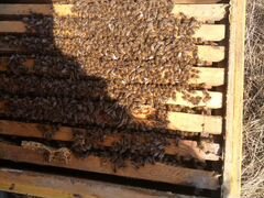 Продам пчелосемьи (пчелопакеты 8 рамочные)