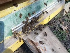 Продаются пчелопакеты и семьи пчел