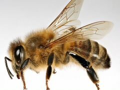 Пчёлы добрые, ласковые, в поисках новой семьи