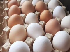 Инкубационное яйцо домашних кур