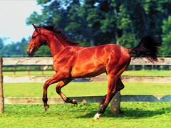 Продаётся рабочая лошадь красного цвета