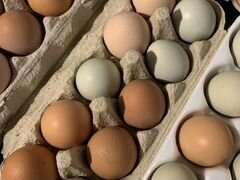Яйца пищевые
