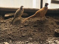 Продам фазанов