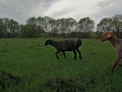 Овца.Козы и козлята