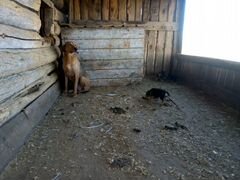 Русская гончая щенки 1 месяц от рабочих собак