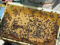 Пчёлы, пчелосемьи