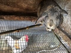 Кролик французский баран