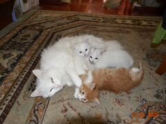 Котята две белых кошечки