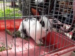 Кролик самец для разведения
